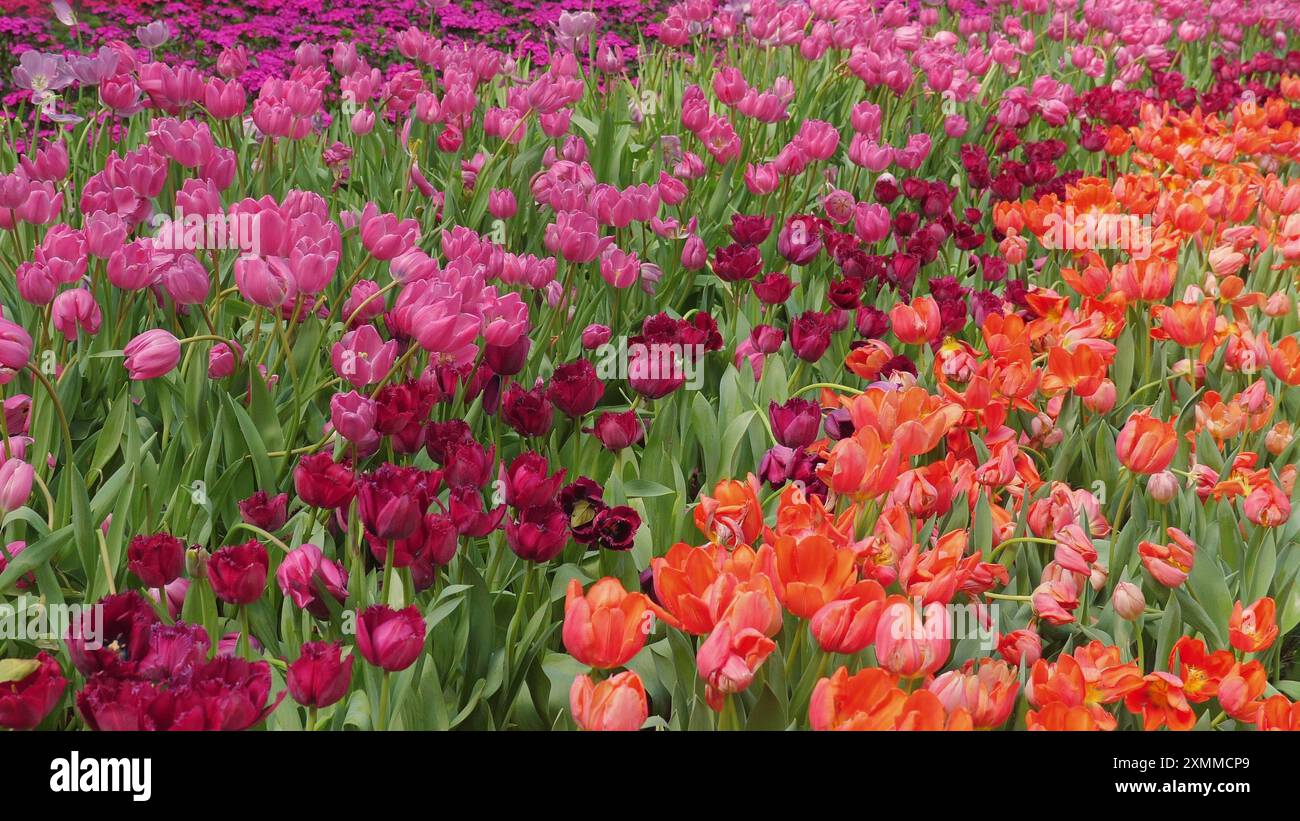 Showcasing vibrant green colors hi-res stock photography and images - Alamy
