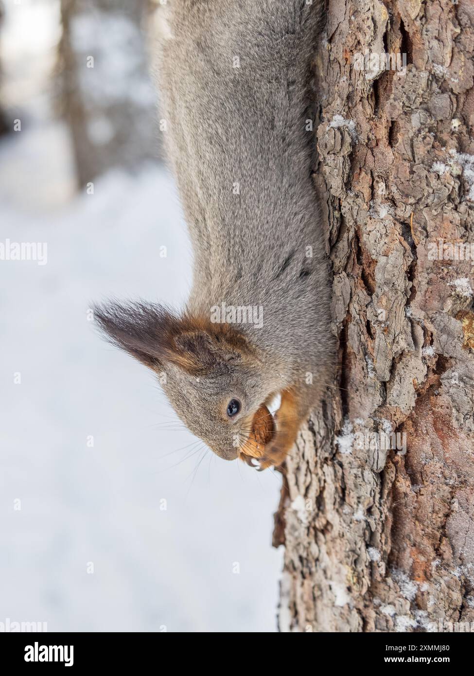 A squirrel sits upside down on a tree in winter and eats a nut. Eurasian red squirrel, Sciurus vulgaris Stock Photo