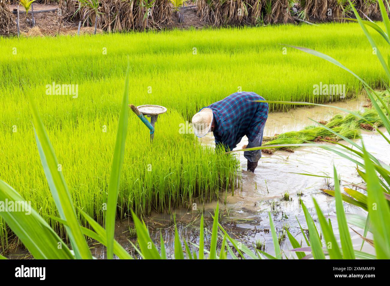 A farmer is bending over to plant rice in a lush, green paddy field ...