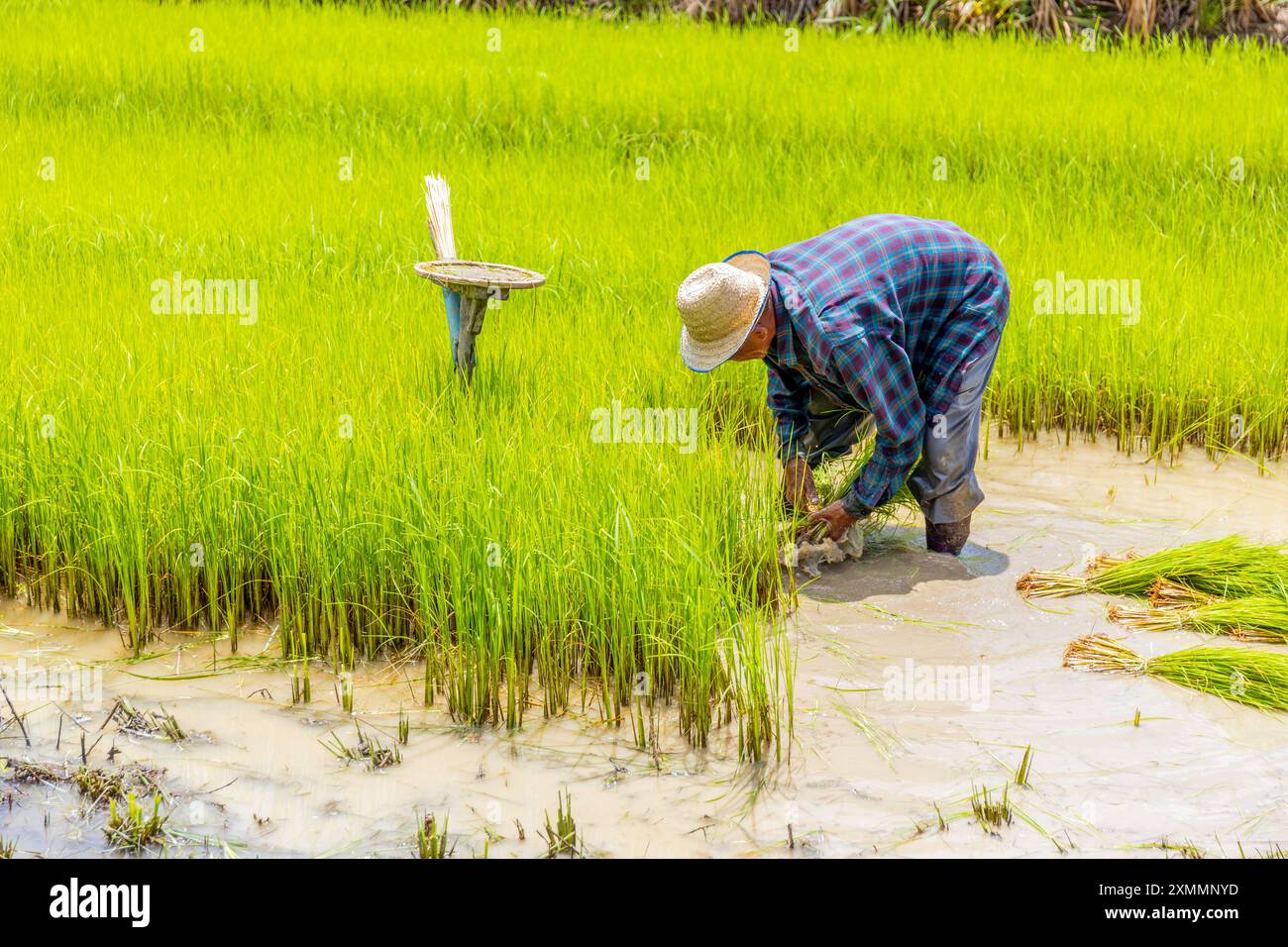 A farmer is bending over to plant rice in a lush, green paddy field ...