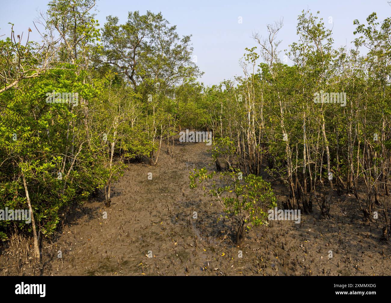 Shyamnagar Mangrove in the Sundarbans, Khulna Division, Shyamnagar, Bangladesh ...