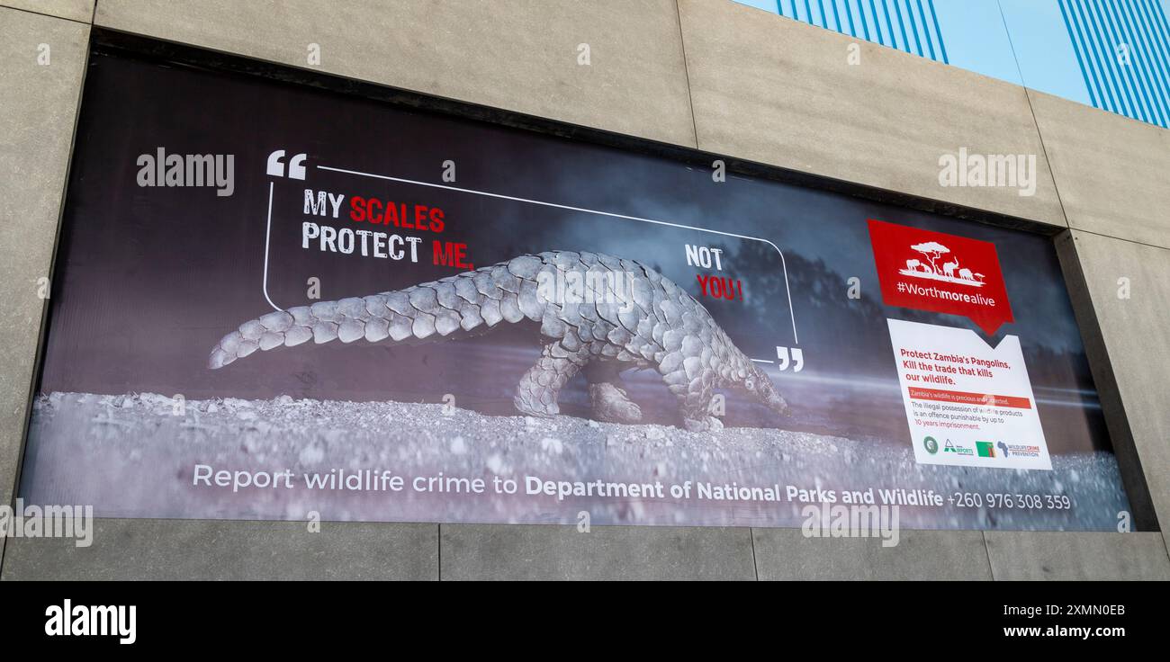 Sign on the interior of the Lusaka Airport campaigning for the protection of pangolins and against wildlife trafficking and wildlife crimes Stock Photo