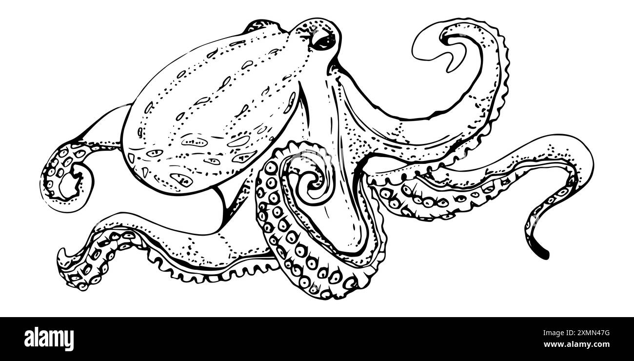 Octopus cephalopod mollusc Marine life, ocean underwater creature animal, Ink and pen sketch hand drawn. Single object illustration, stylized Stock Vector