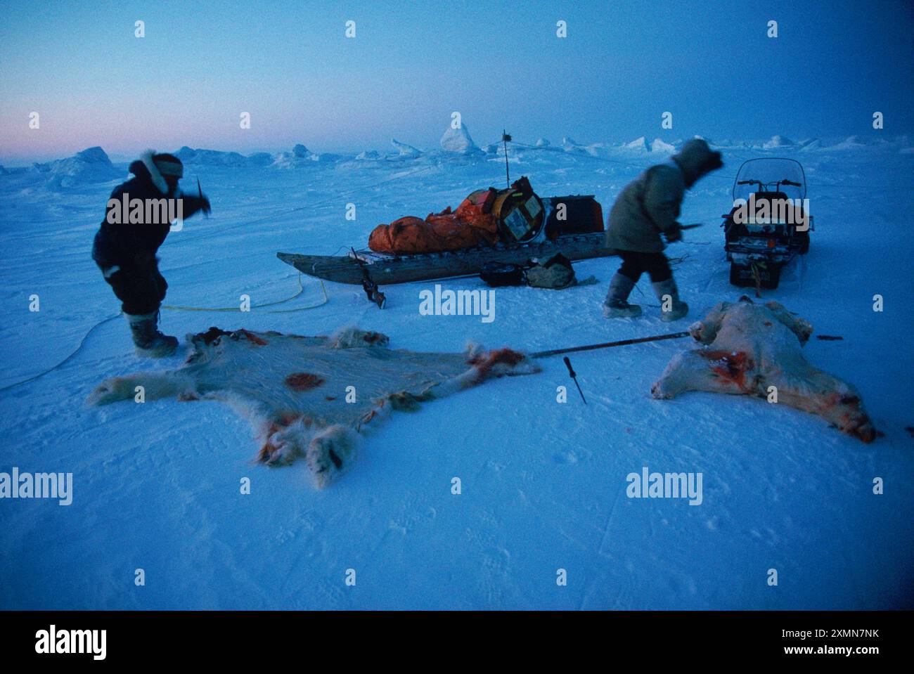Hunters Skin Polar Bear Nunavut Canada Stock Photo Alamy
