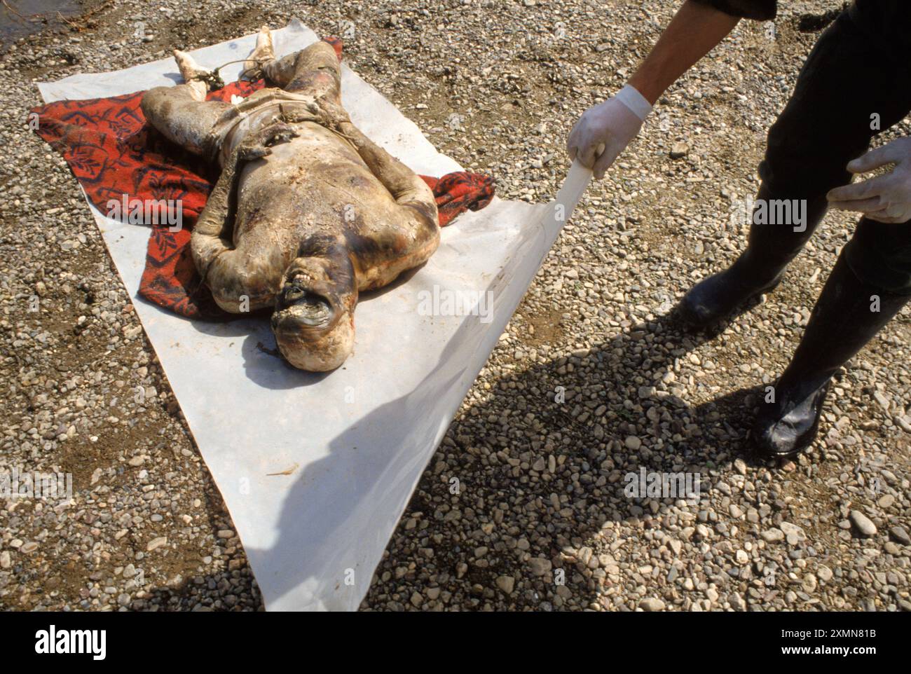 Dead Body Stock Photo