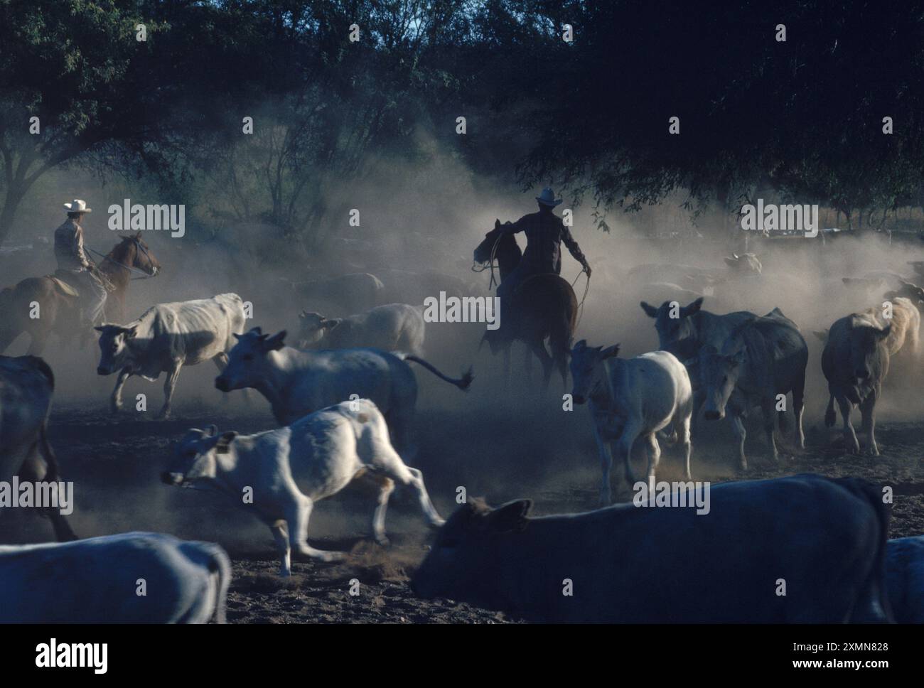 Ranching Stock Photo