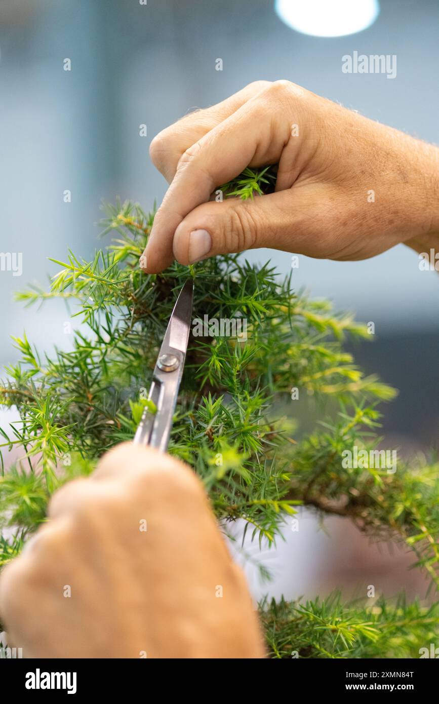 Tending Bonsai Plant Stock Photo