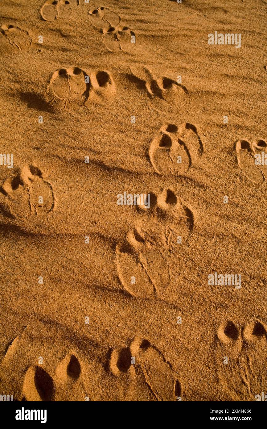 Camel tracks in the red Sahara sand in northern Sudan. 150,000 camels travel to Egypt yearly. Stock Photo