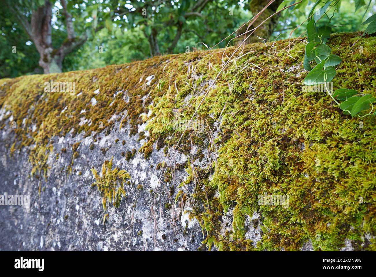 Green moss texture on old stone wall Stock Photo
