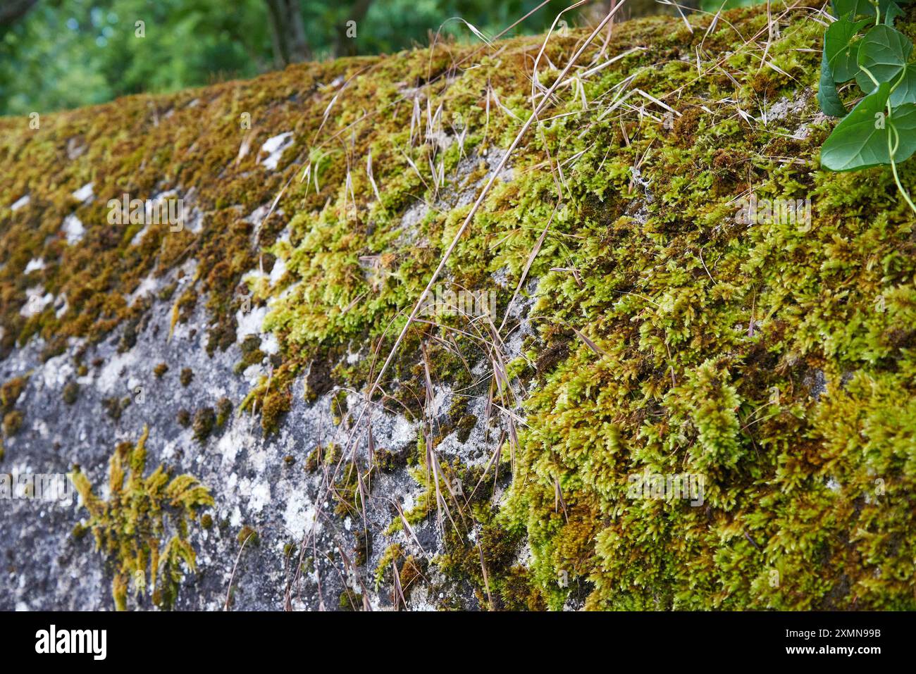Green moss texture on old stone wall Stock Photo