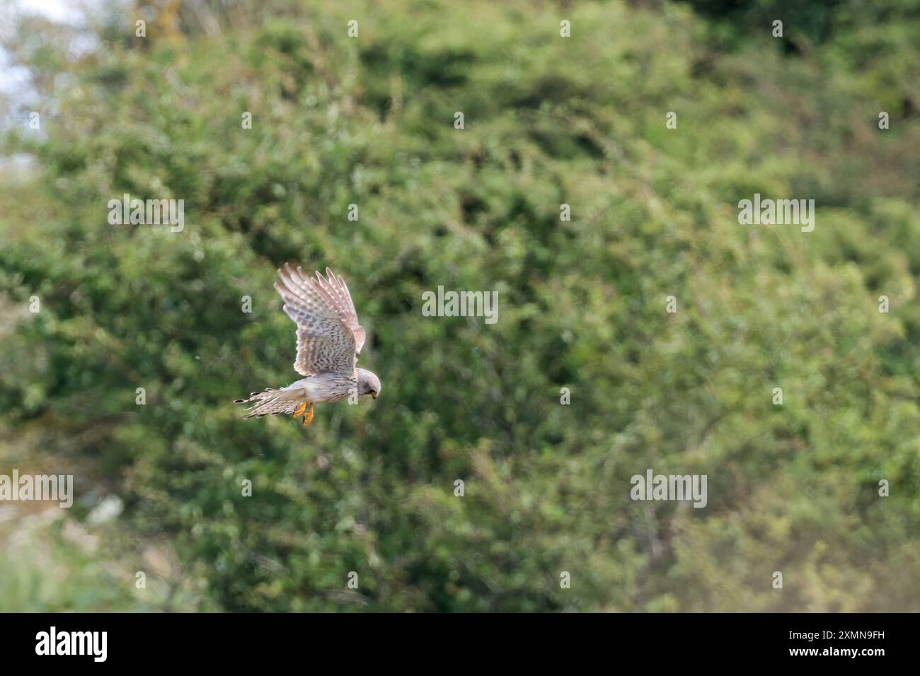 Kestrel hovering Falco tinnunculus, male bird summer UK spotted orange brown back blue grey head tail and underside yellow feet eye ring and bill base Stock Photo