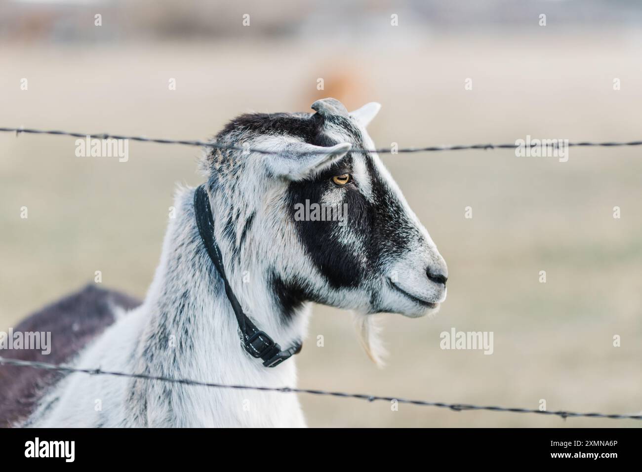 Side profile of a black and white goat on an Idaho farm in winter. Stock Photo