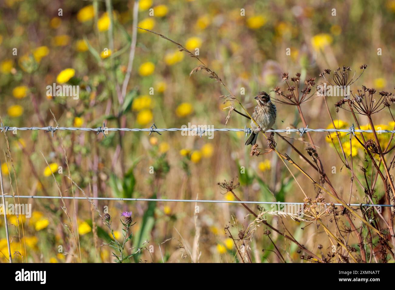 Reed bunting Emberiza schoeniclus, female bird on barbed wire fence ...