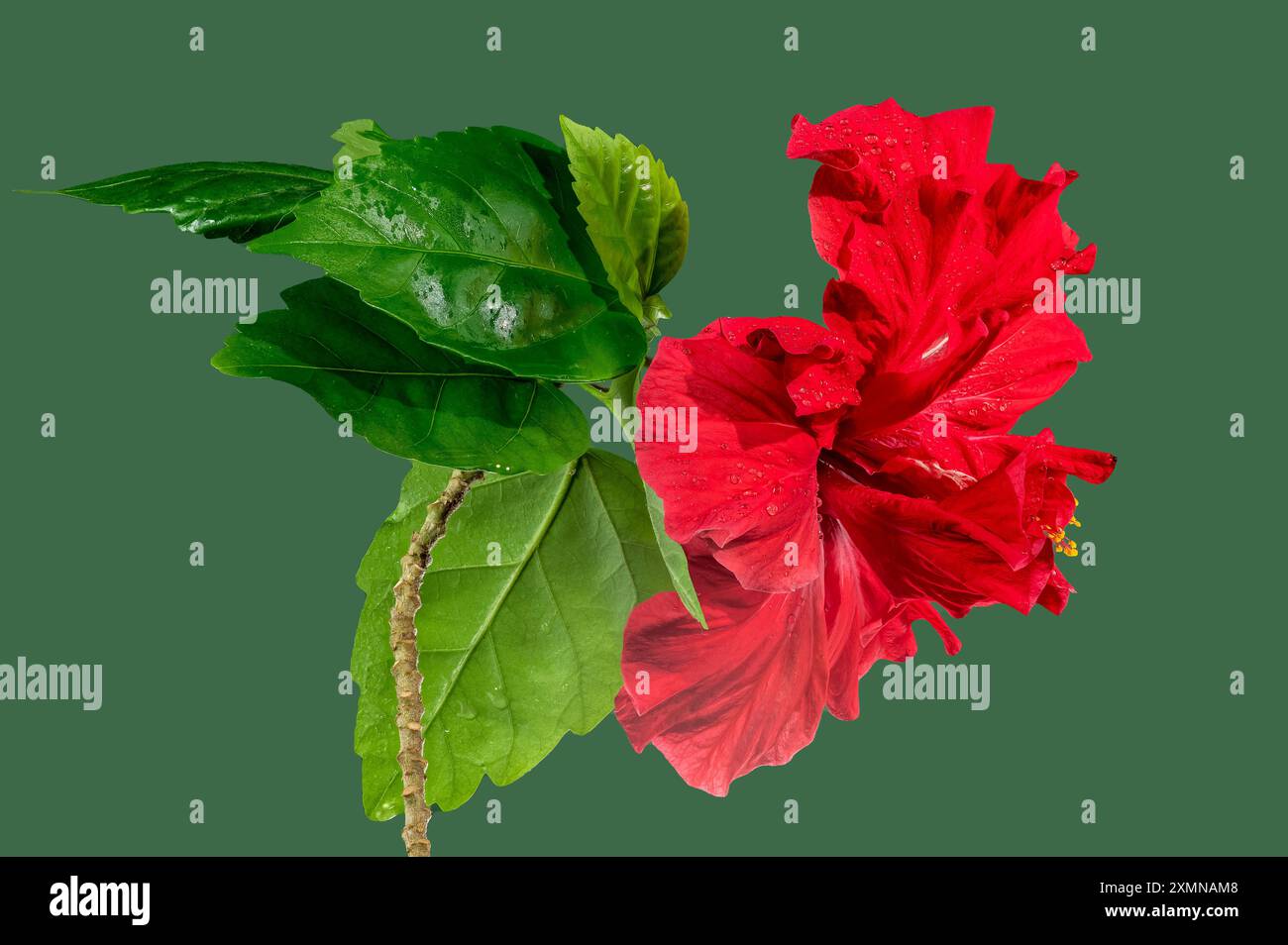 Double red hibiscus on a green background Stock Photo
