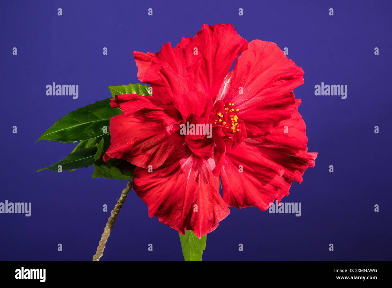 Double red hibiscus on a purple background Stock Photo
