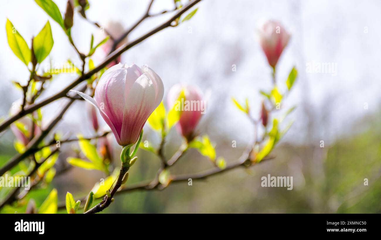 magnolia soulangeana tree blossom in springtime. tender pink flowers bathing in sunlight. warm april weather Stock Photo