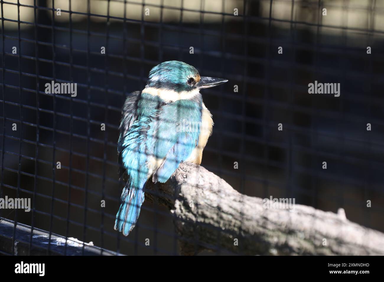 Wagga Wagga Zoo and Aviary, Wagga Wagga, NSW, Australia Stock Photo - Alamy