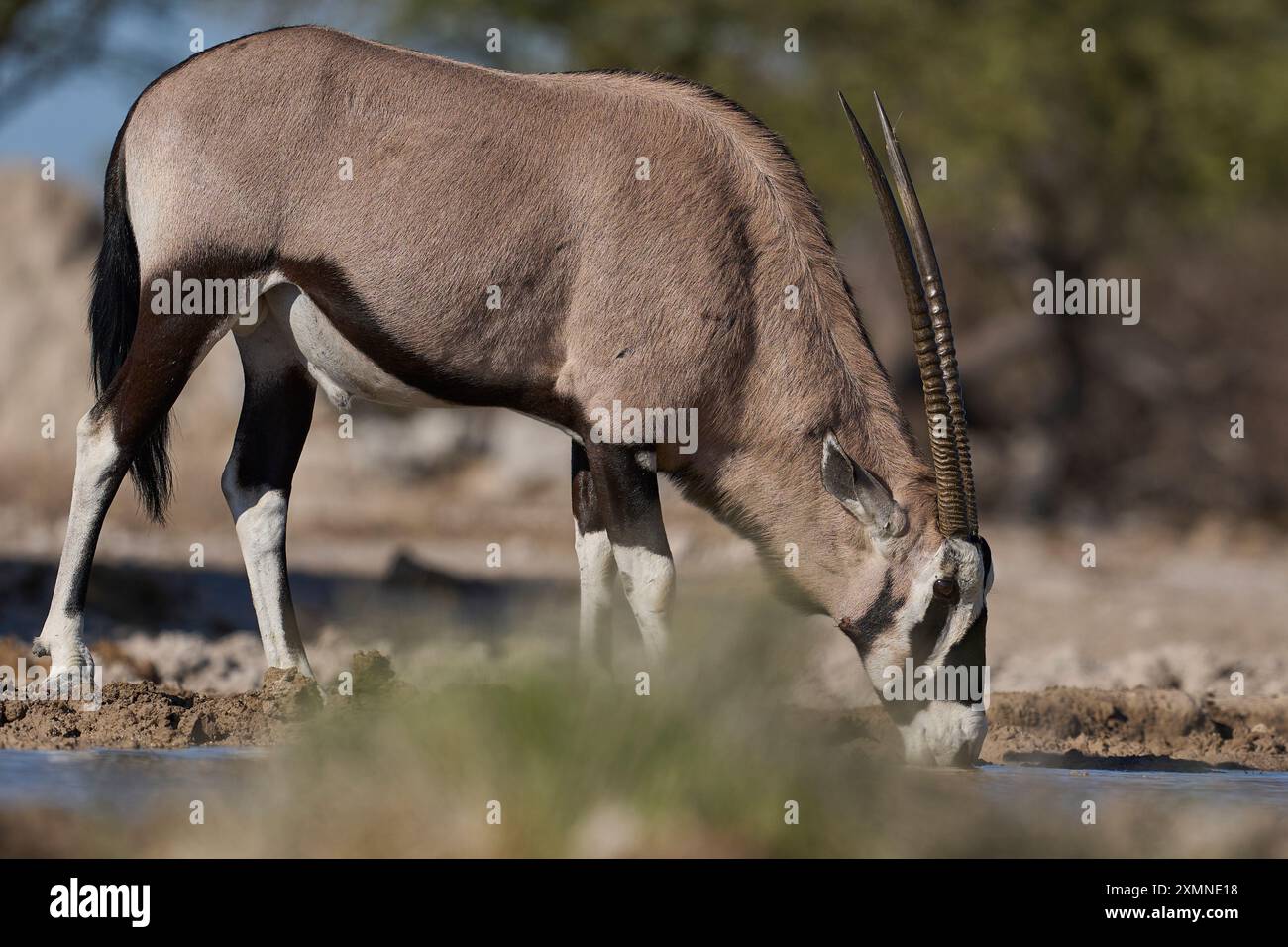 Male Gemsbok (Oryx gazella) at a waterhole in Onguma Nature Reserve bordering Etosha National Park, Namibia. Stock Photo