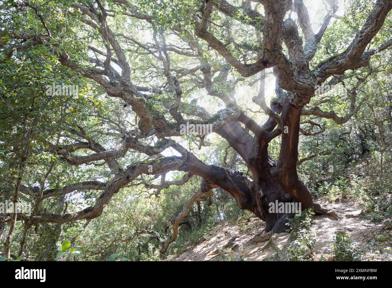 Old majestic tree hi-res stock photography and images - Alamy