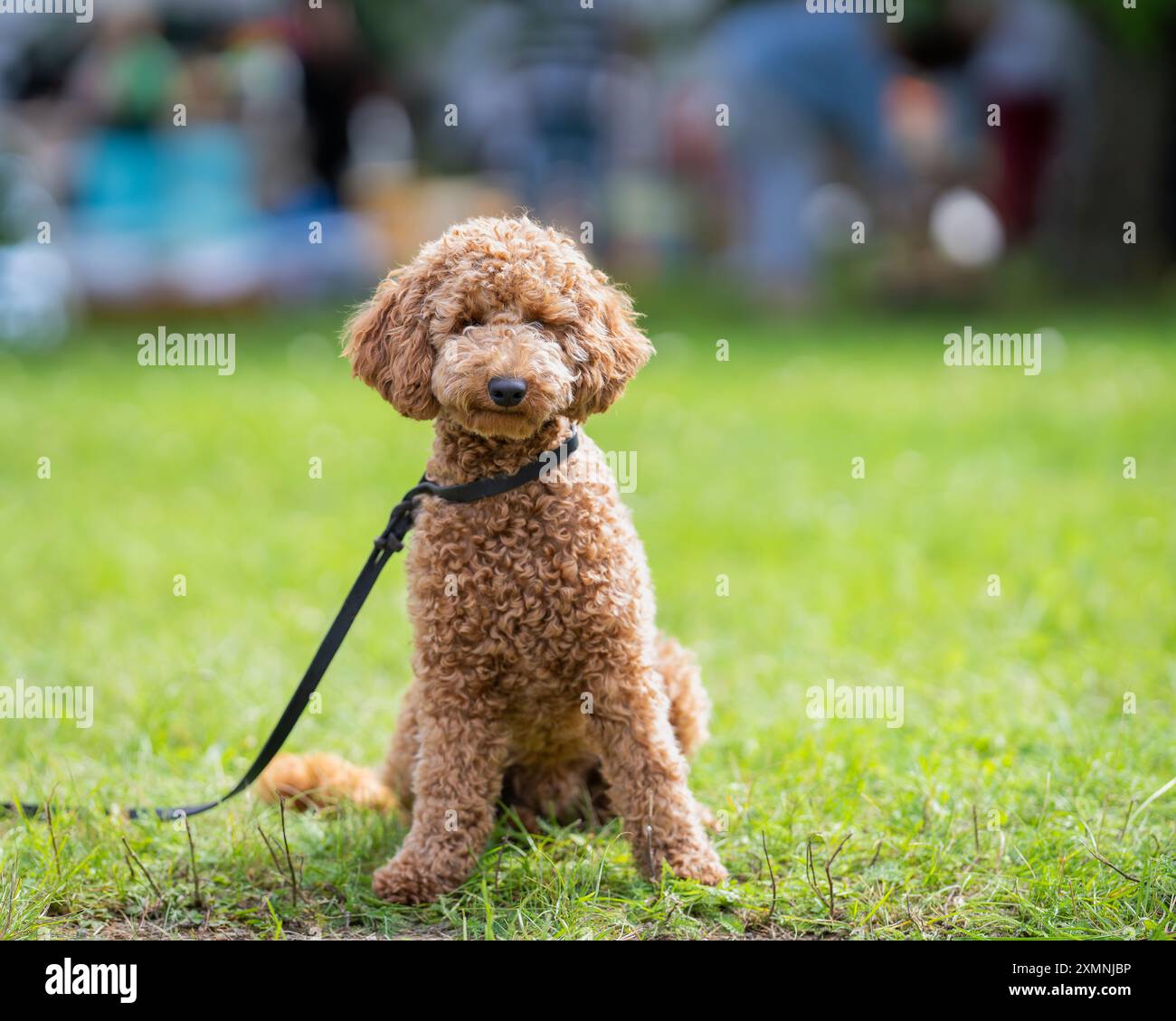 Brown medium poodle hi-res stock photography and images - Alamy