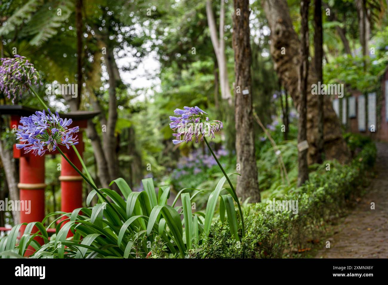 Alium flowers in The Botanical Gardens in Madeira Stock Photo
