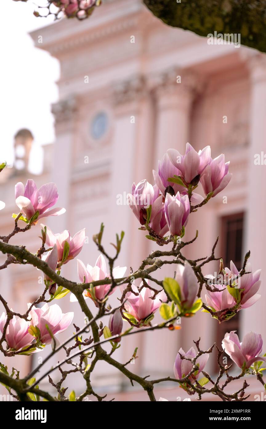 Magnolia tree flowers in full bloom in front of the university building ...