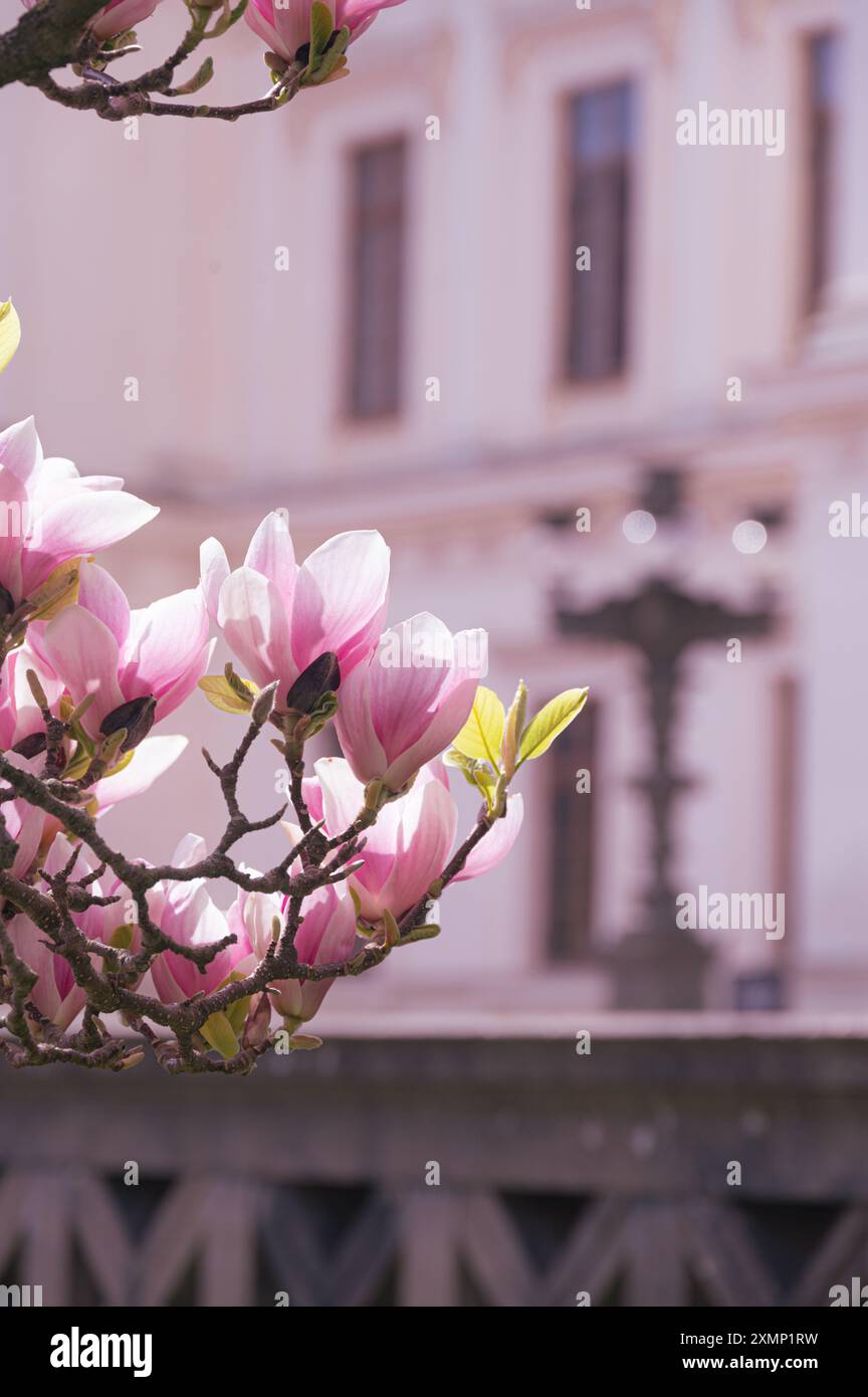 Magnolia tree flowers in full bloom in front of the university building ...