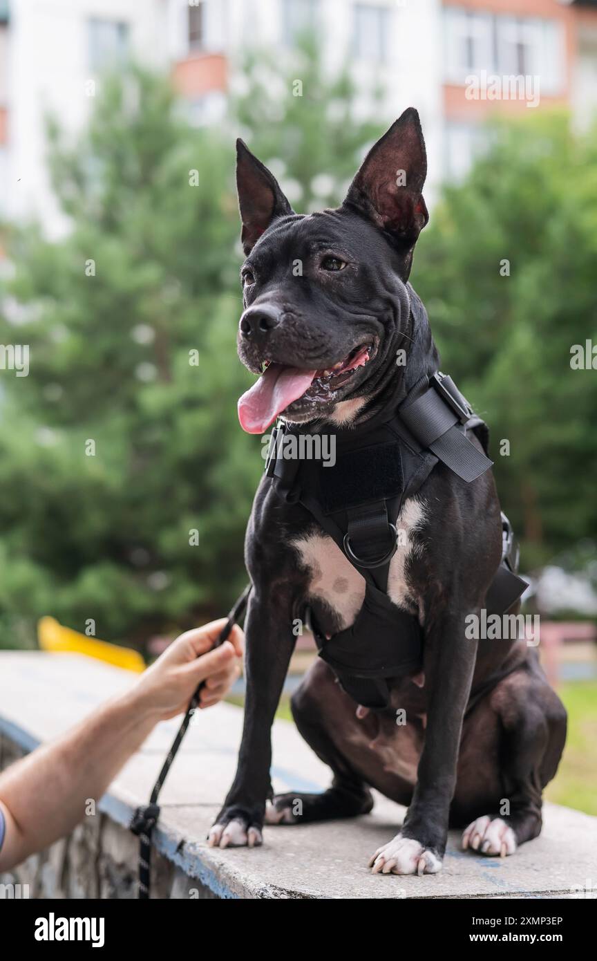 Pitbull pulling hi-res stock photography and images - Alamy