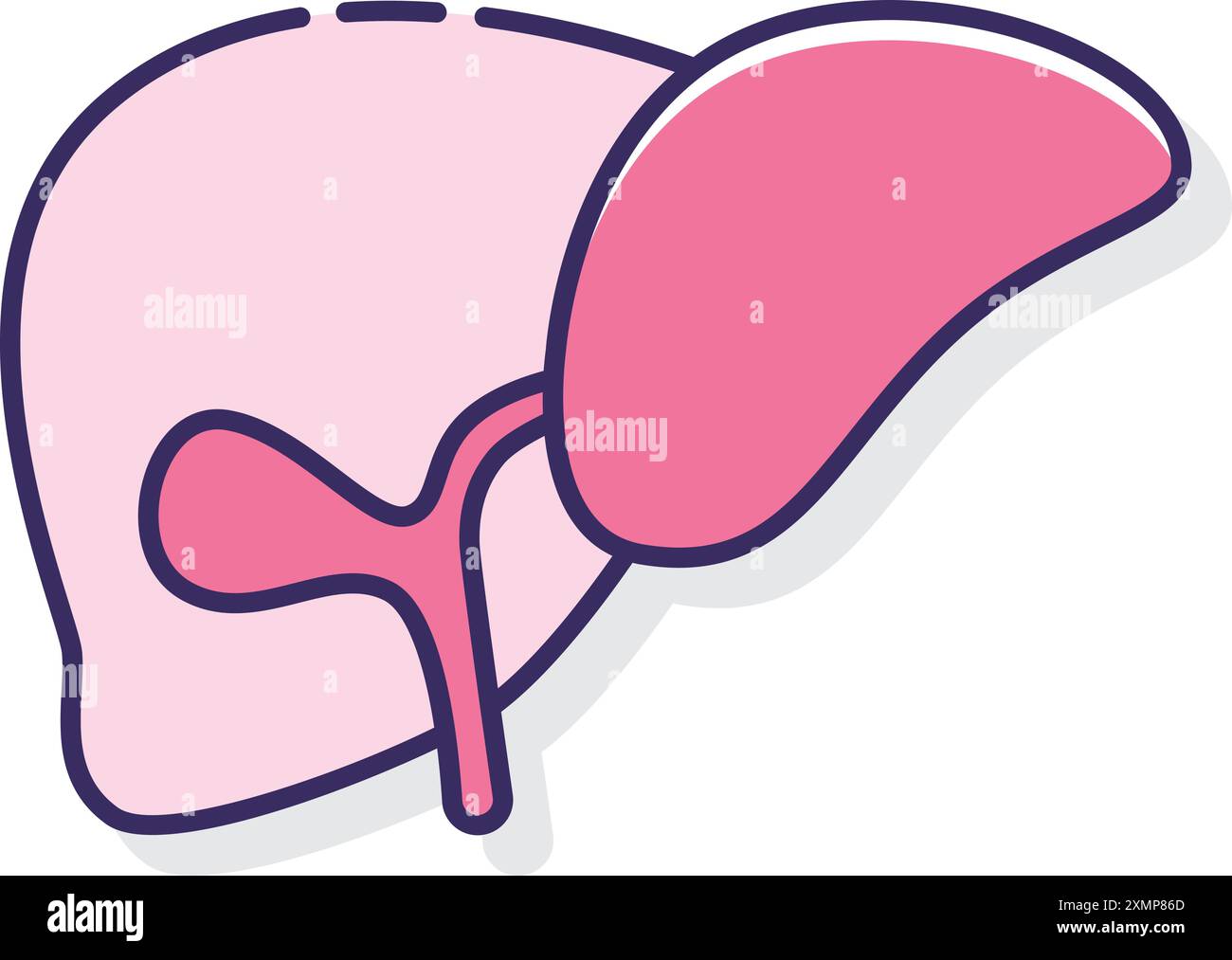 Liver vector icon hi-res stock photography and images - Alamy