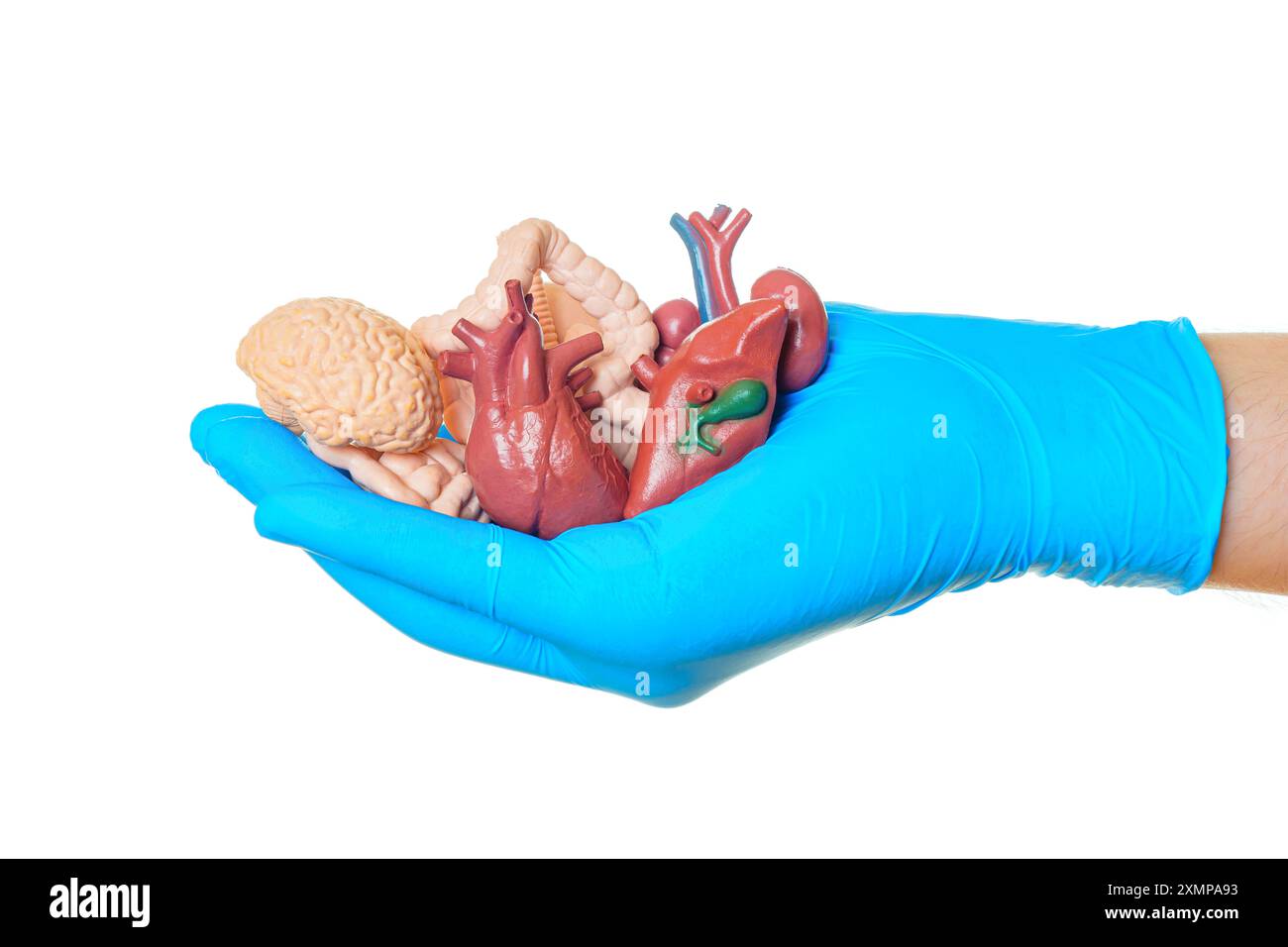 Anatomical brain heart hand hi-res stock photography and images - Alamy