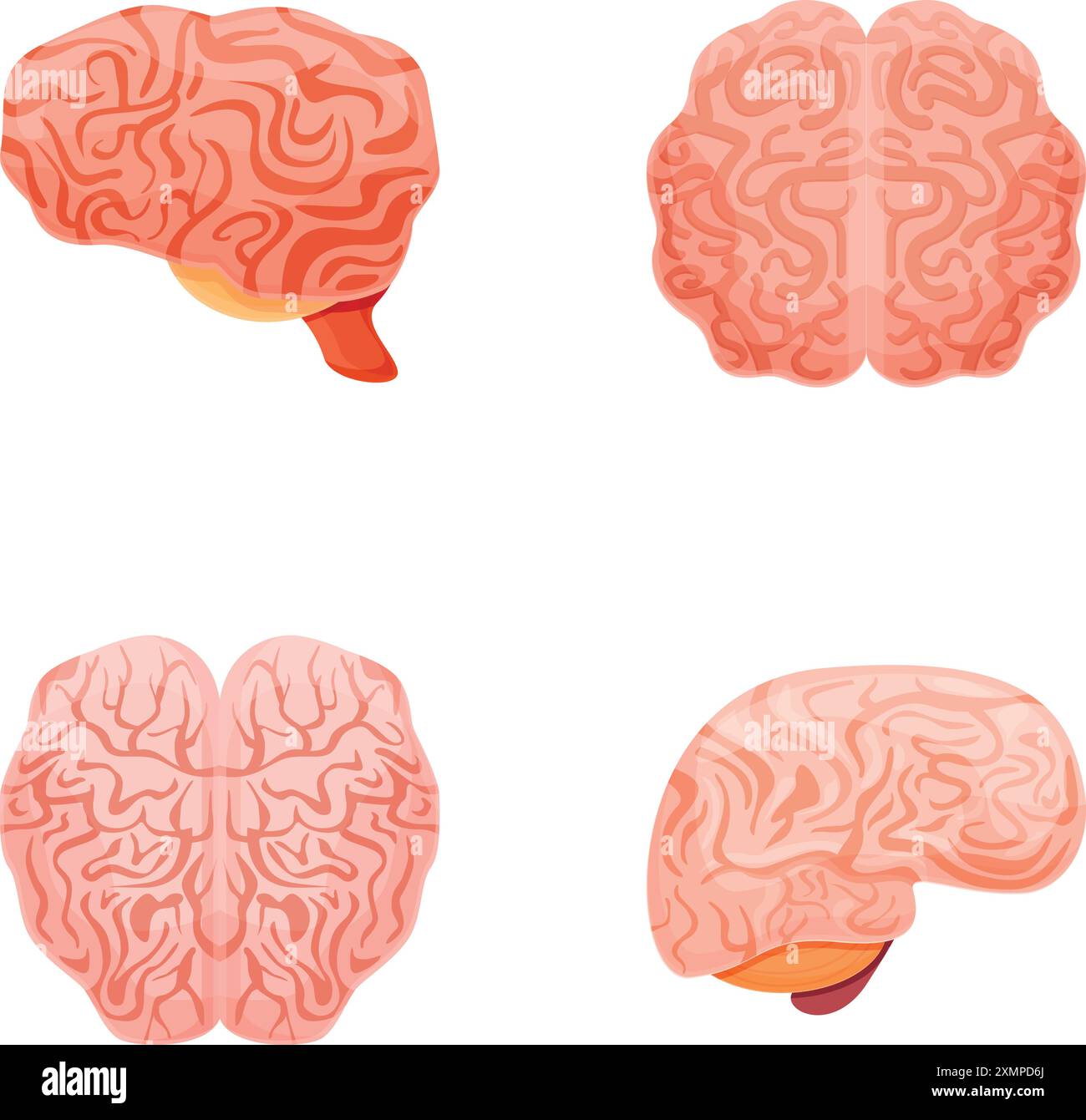 Cartoon brain icons set cartoon vector. Left and right hemisphere of ...