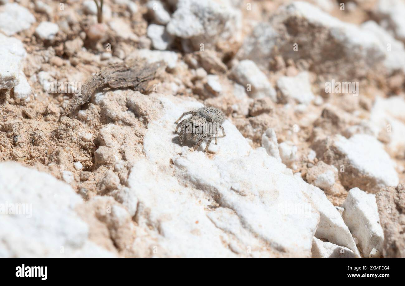 A Paradise Jumping Spider; Habronattus amicus; is observed on a rocky surface in Colorado. Stock Photo