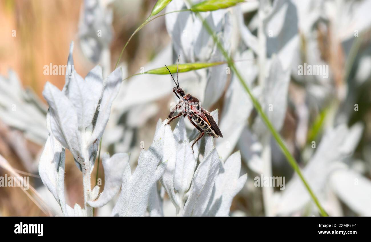 Insect taxonomy research hi-res stock photography and images - Alamy