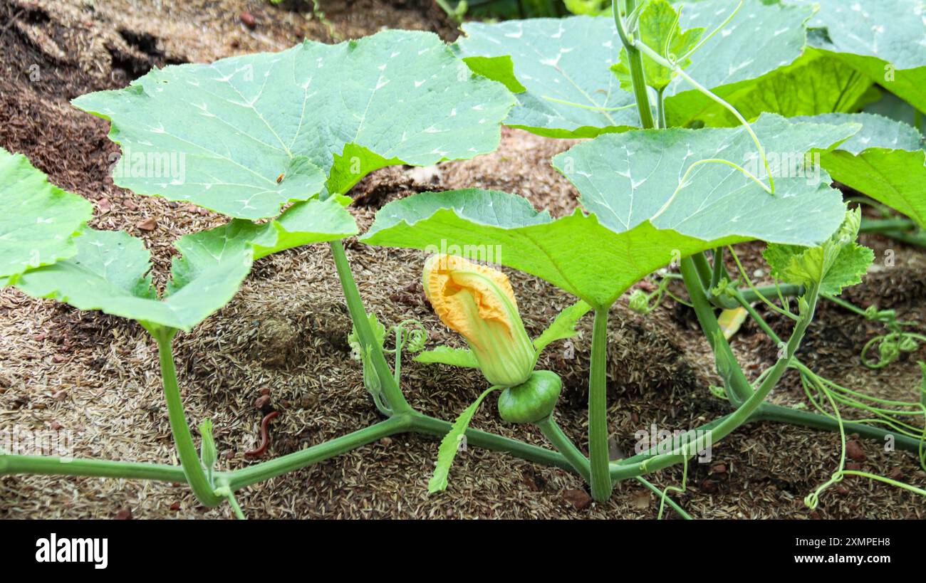 Young pumpkin plant in farm hi-res stock photography and images - Alamy