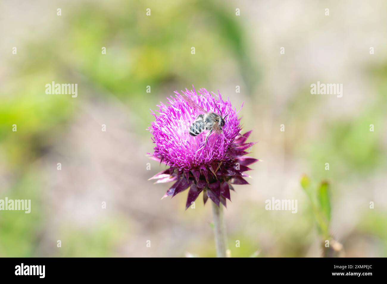 Nectar rich plant hi-res stock photography and images - Alamy