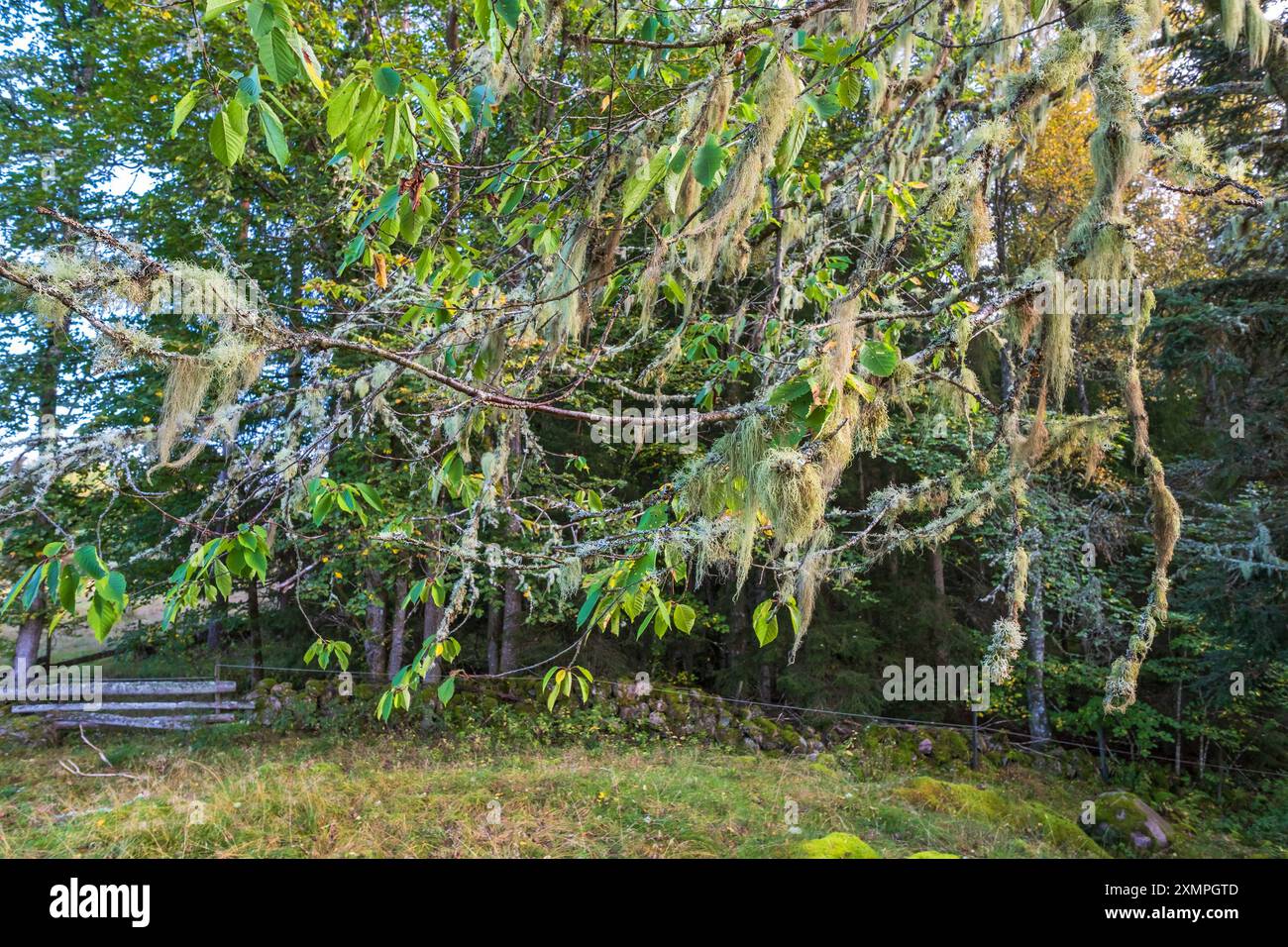 Beard lichen on a tree branches Stock Photo
