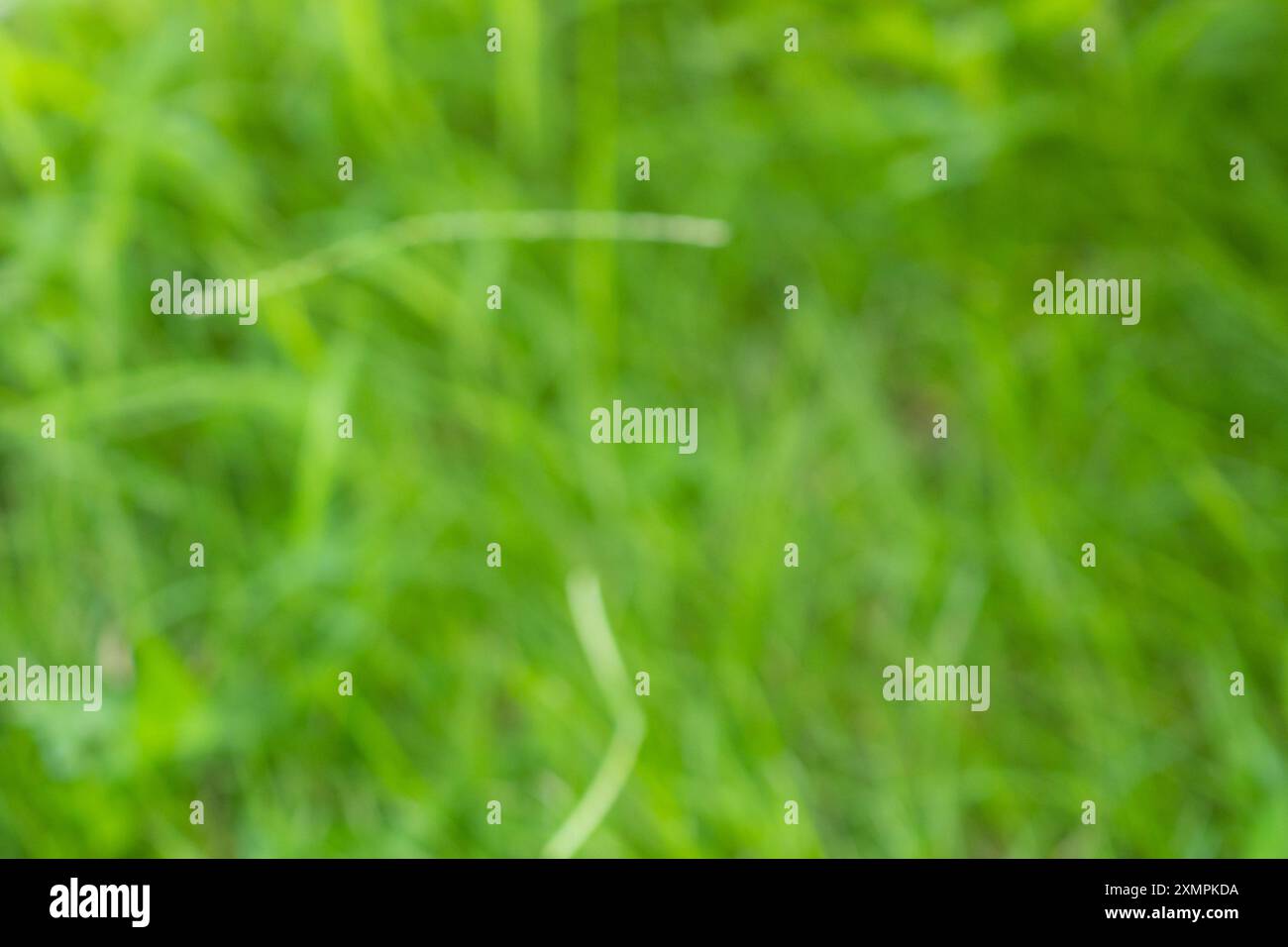 Abstract green grass close up blur background Stock Photo - Alamy