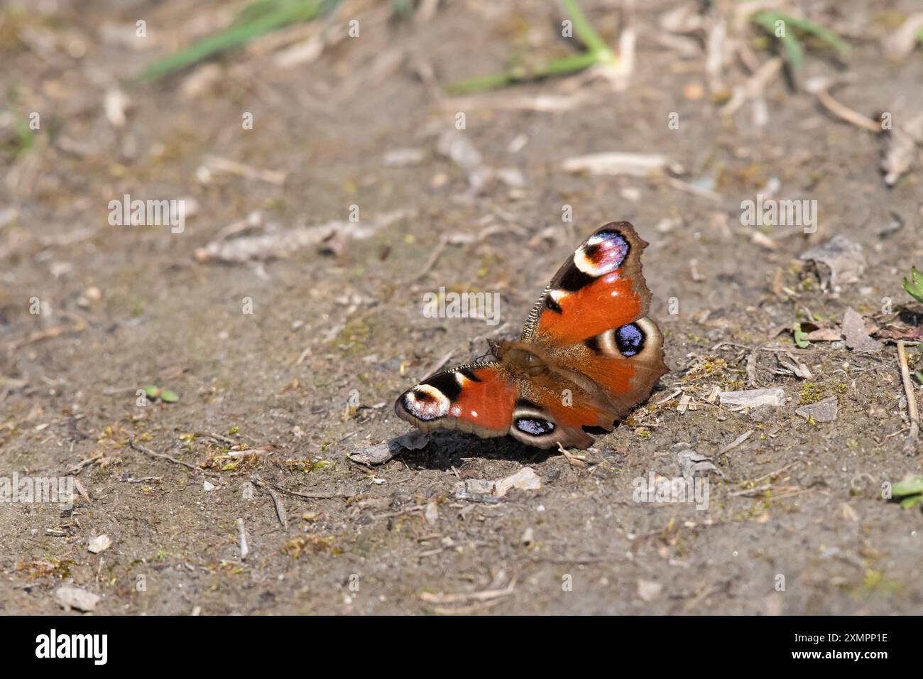 Peacock butterfly resting on ground hi-res stock photography and images ...