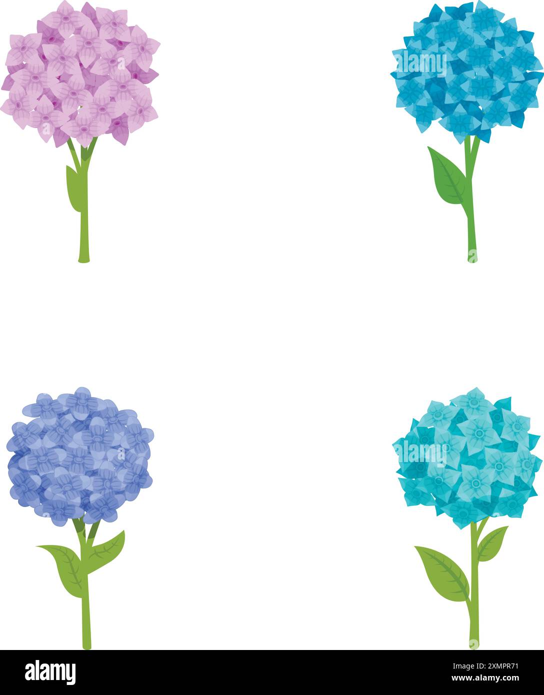 Hortensia flowering Stock Vector Images - Alamy