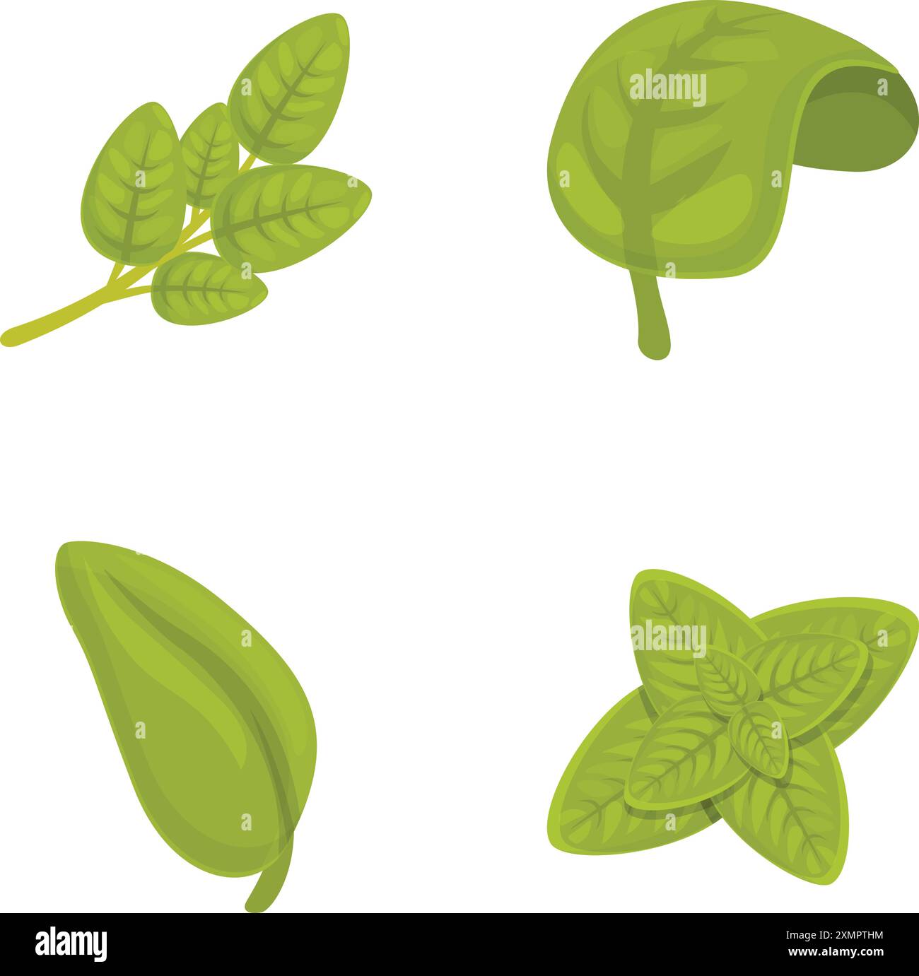 Basil plant icons set cartoon vector. Basil stem with green leaf. Healthy herbal plant Stock Vector