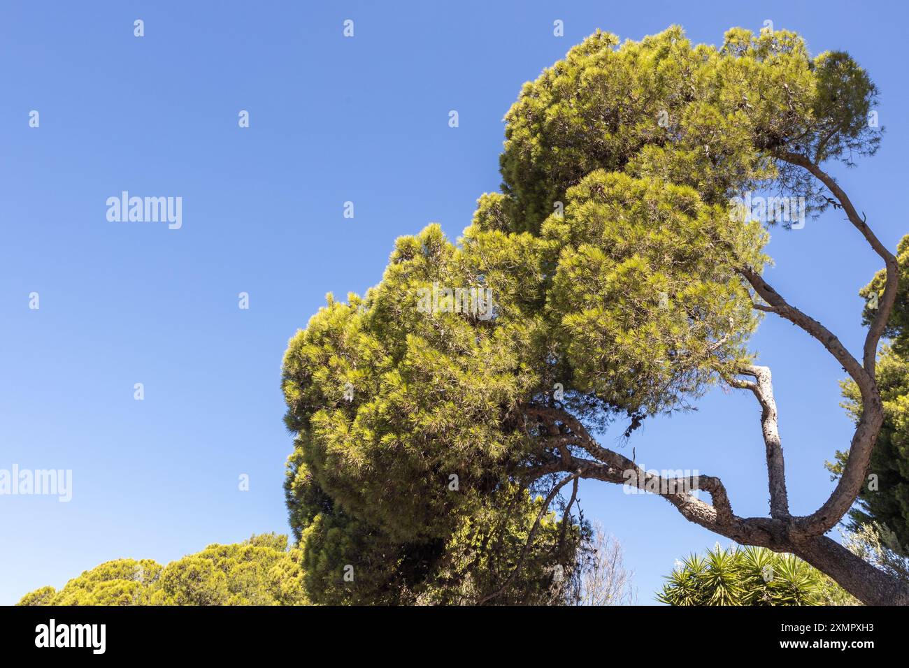 Tall Pine Tree against Clear Blue Sky Stock Photo - Alamy
