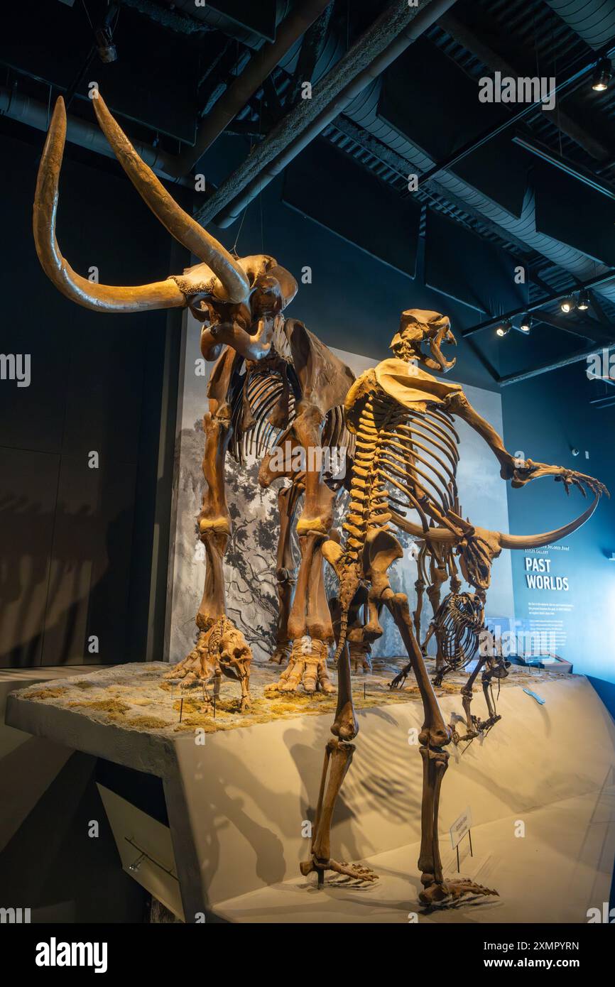 Cast skeleton of a Short-faced Bear, Arctodus simus, in the Natural History Museum of Utah, Salt Lake City, Utah.  Behind is a Columbian Mammoth. Stock Photo