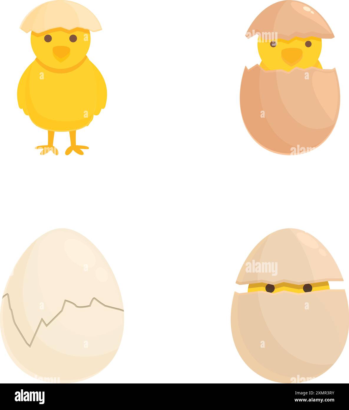 Chicken egg development stages hi-res stock photography and images - Alamy, image size:1185x1390