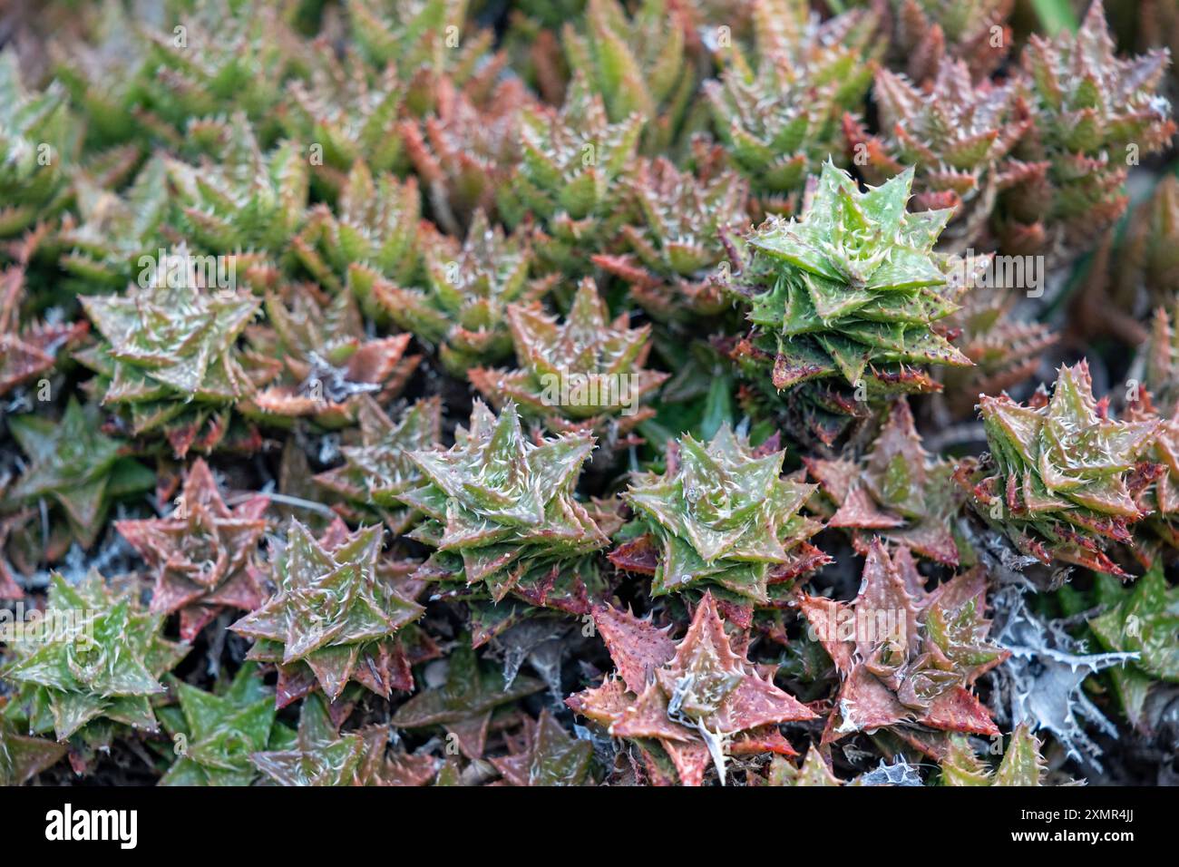 Abyssinian Nation East africa succulent plants hi-res stock photography and images - Alamy