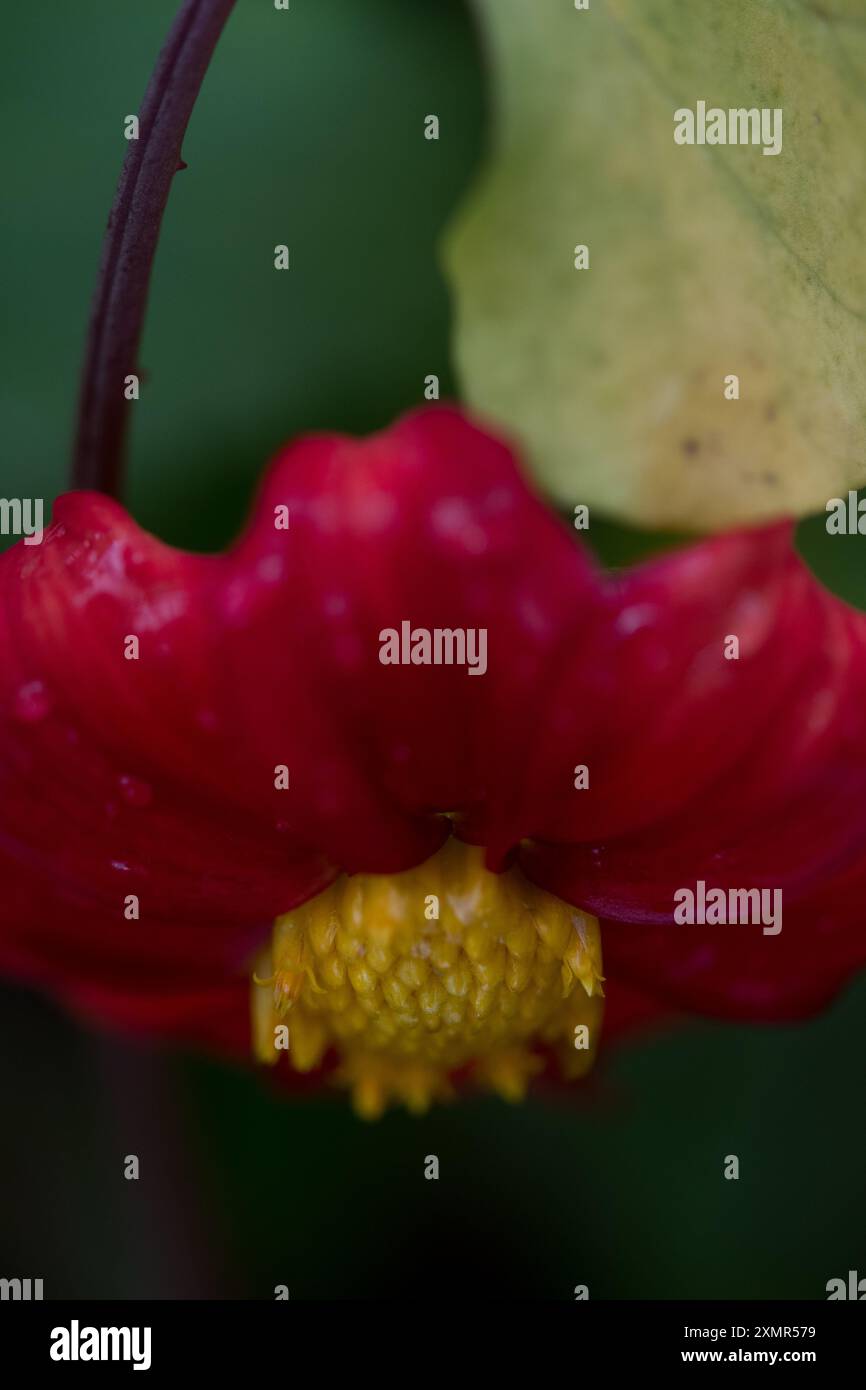 Dahlia flower with yellow center Stock Photo - Alamy