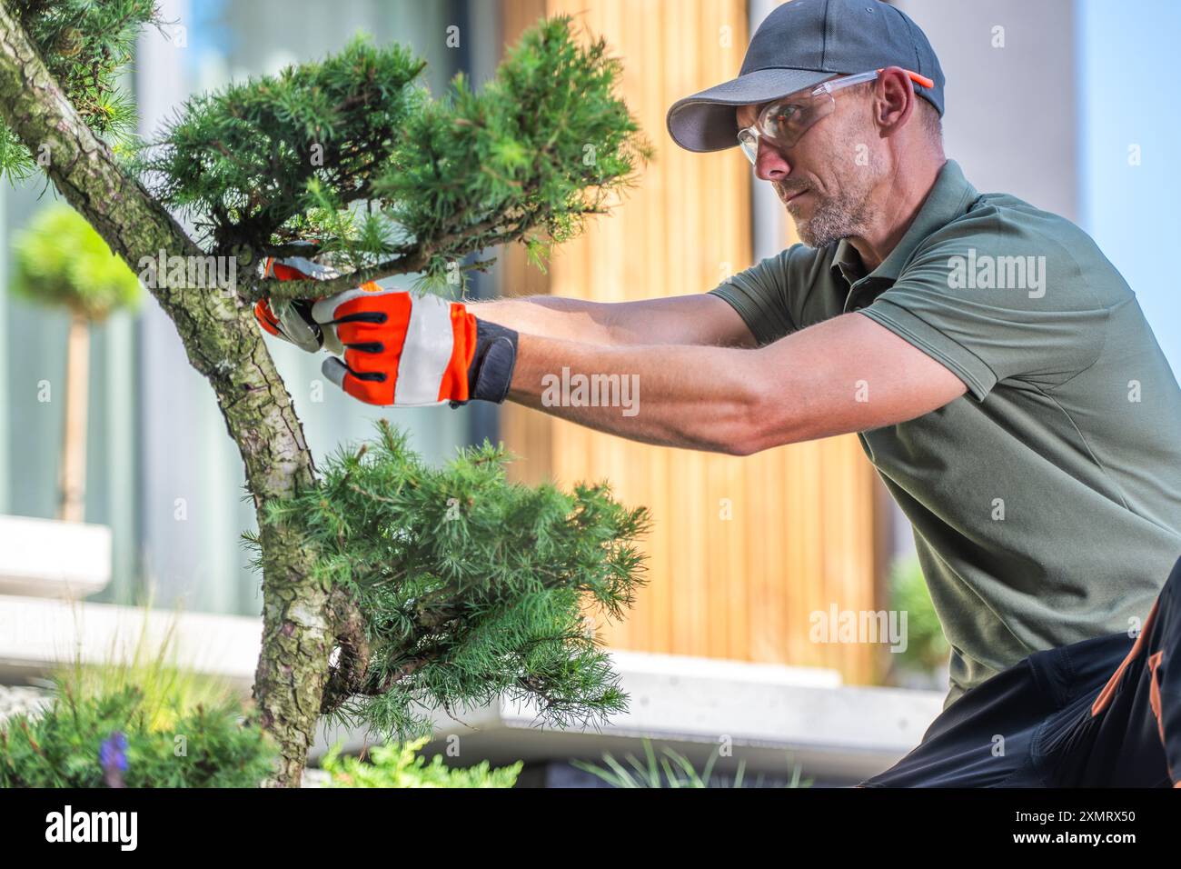 A gardener carefully prunes a bonsai tree using precision tools, showcasing skill and attention to detail. The modern landscape features a stylish bac Stock Photo