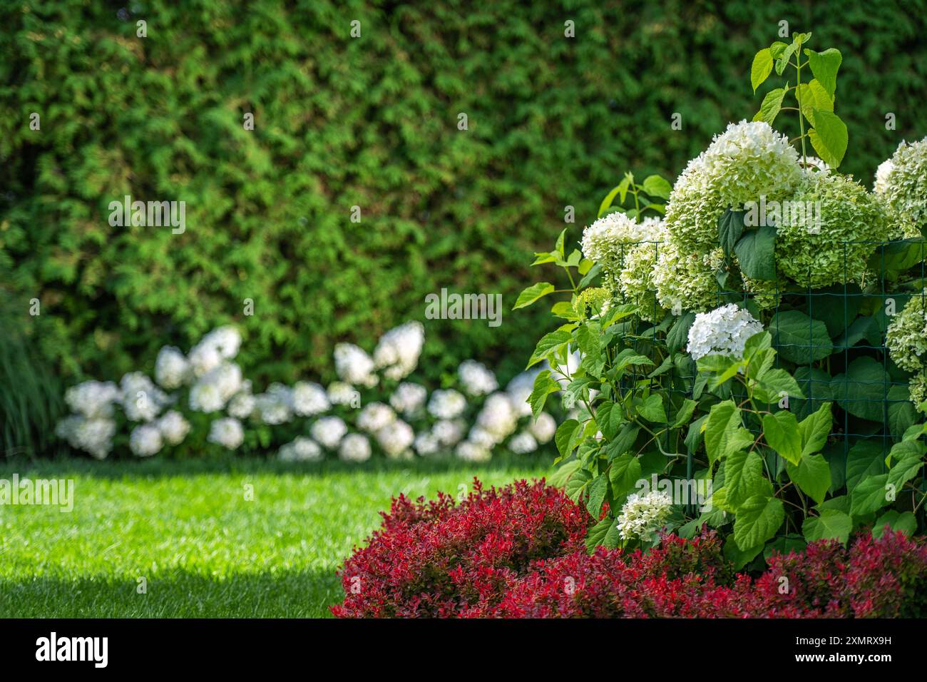 A vibrant garden showcases lush green shrubs and clusters of white and ...