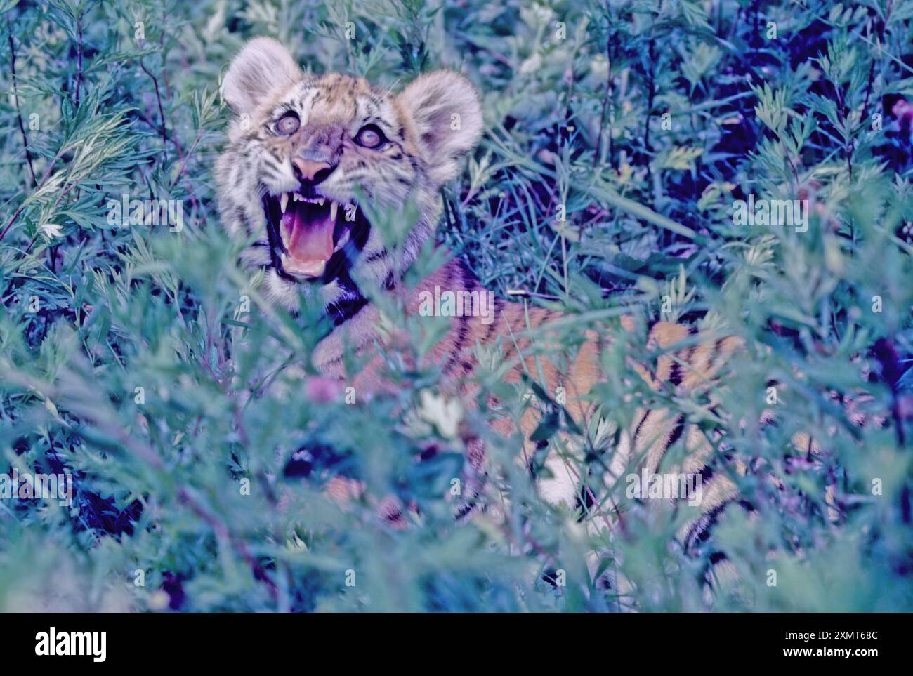The tiger (Panthera tigris) is a member of the genus Panthera and the ...