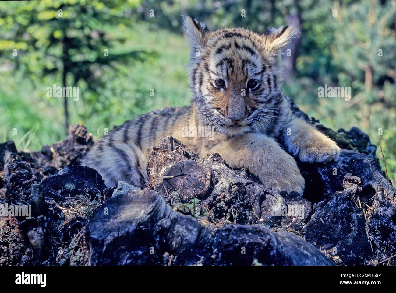 The tiger (Panthera tigris) is a member of the genus Panthera and the ...