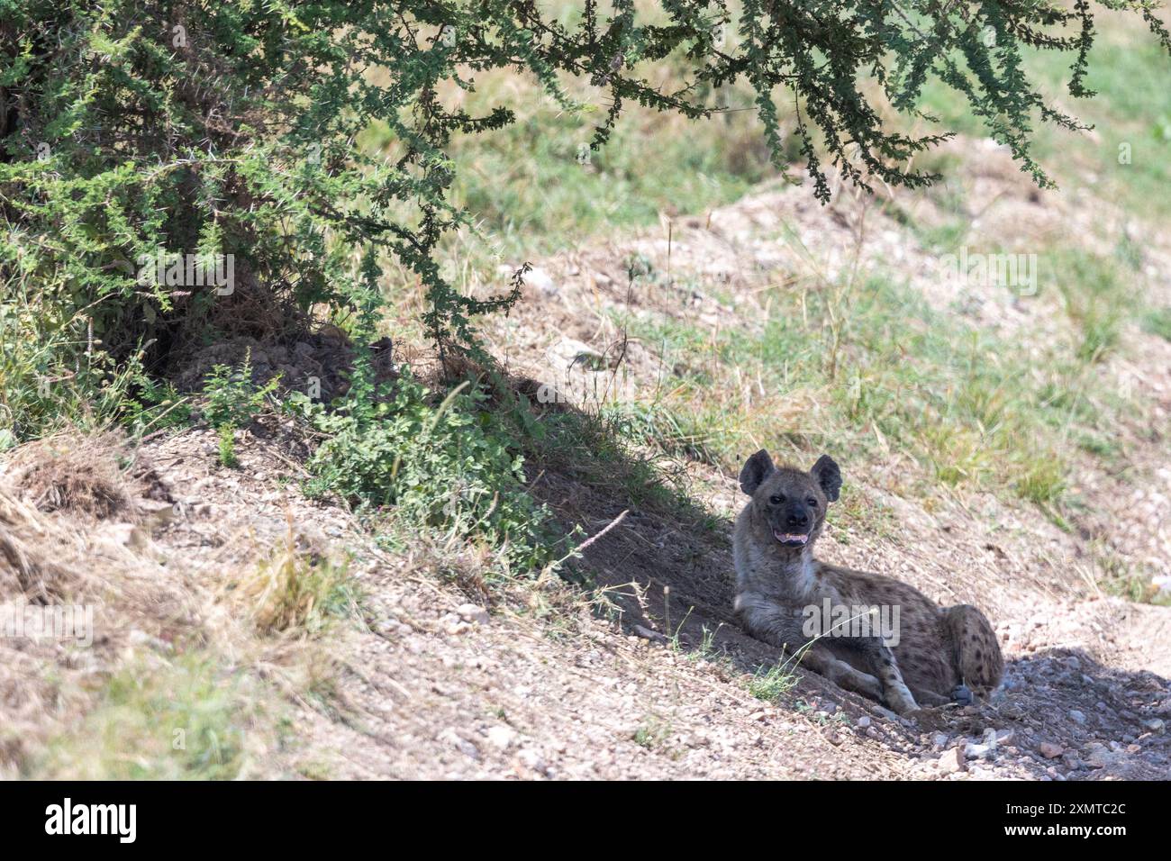 Feliform Tree Feliform mammals hi-res stock photography and images - Alamy